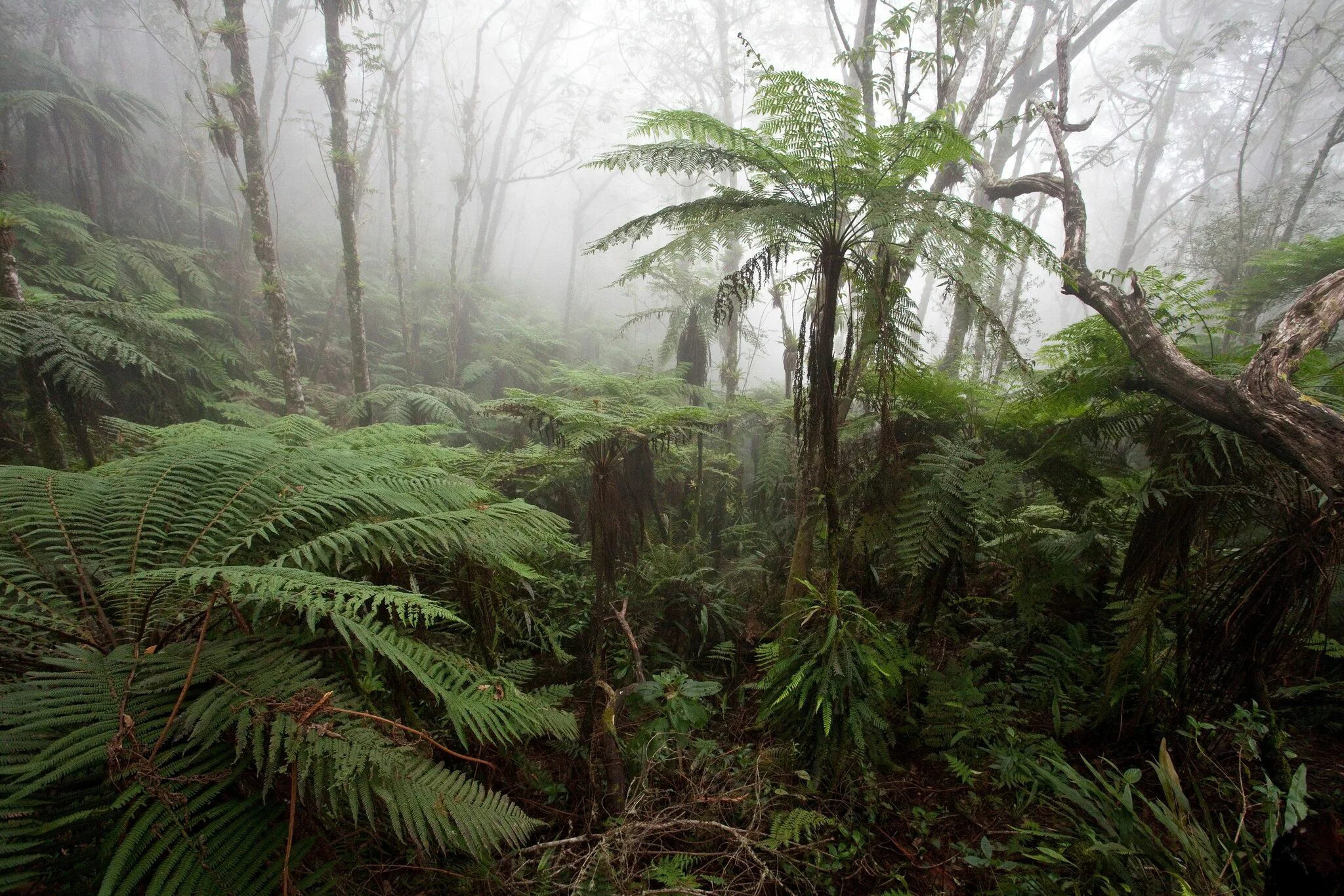 Гилея Южной Америки это. Муссонный вечнозеленый лес. Переменно-влажные тропические леса Африки. Переменно влажные муссонные леса Южной Америки. Влажные экваториальные тропические леса животные