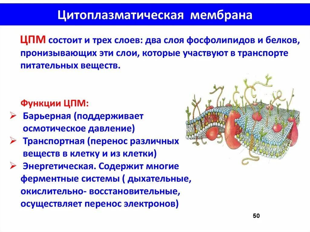 Строение цитоплазматической мембраны и ее функции. Химический состав цитоплазматической мембраны бактериальной клетки. Цитоплазматическая мембрана строение и функции. Цитоплазматическая мембрана строение микробиология.