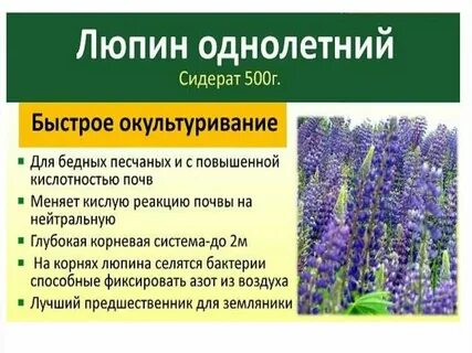Чем вреден люпин для человека