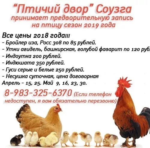 Птичий дворик. Птичий двор буденновск. Птичий двор суздаль мякотиной. Прайс лист город буденновск птичий двор. Буденновск птичий дворик.