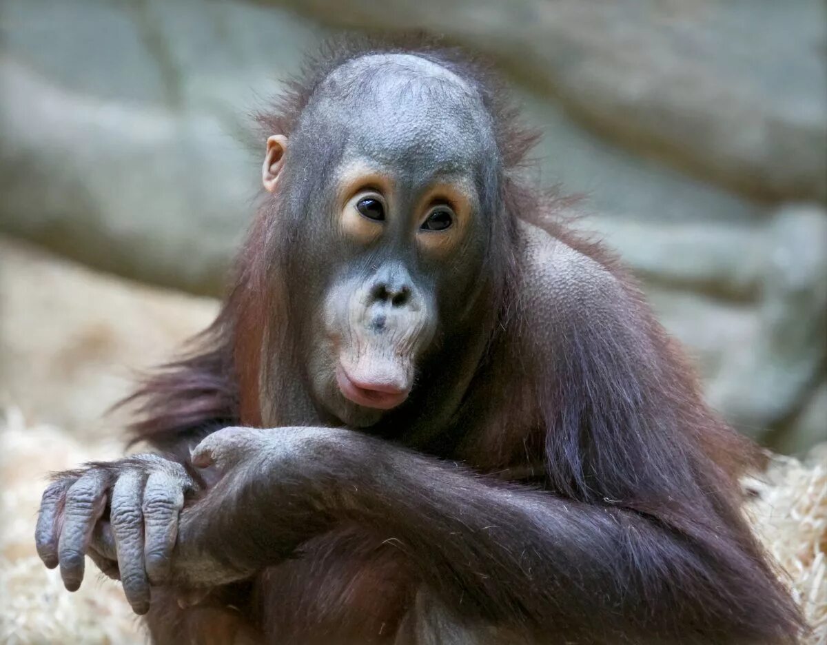 испуганная мартышка. удивленные глаза. удивила прикольные картинки. обезьяны с открытыми ртами. волосы дыбом.