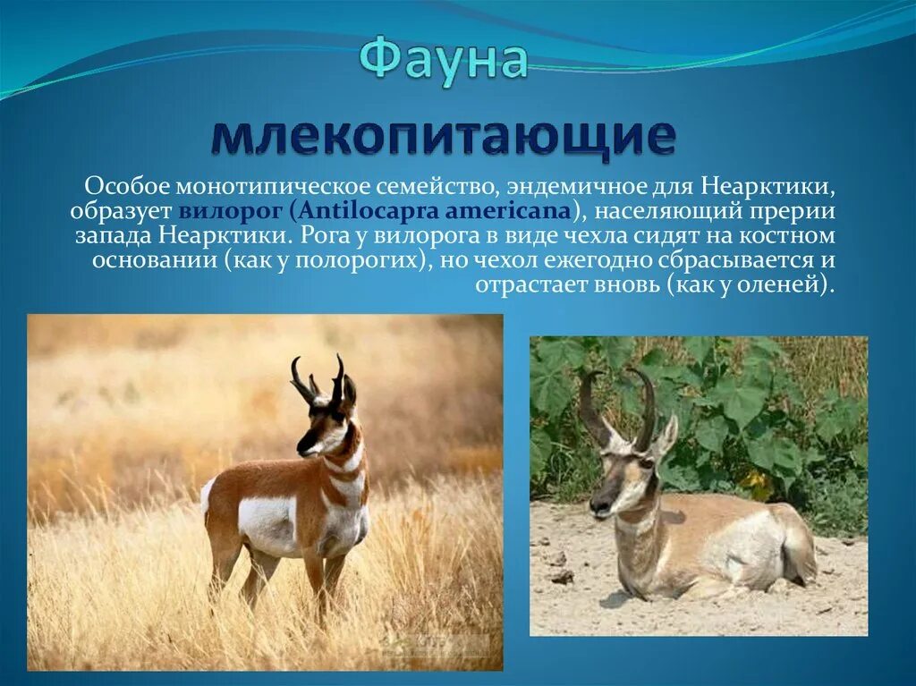 Особую группу из семейства полорогих образуют