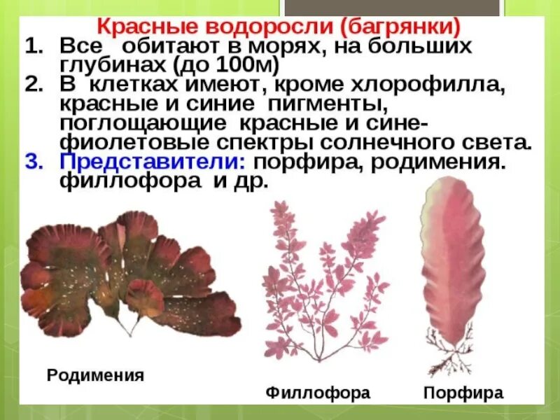 красные водоросли 8. Galaxaura filamentosa водоросли. восьмилучевые кораллы octocorallia. филлофора водоросль. багрянки водоросли.