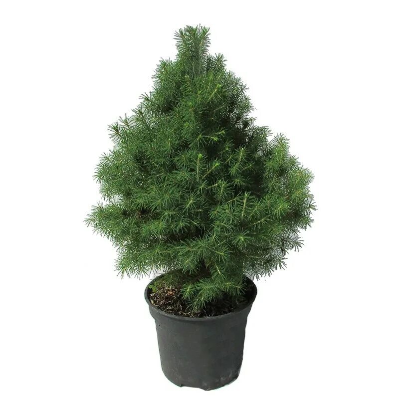 Ель в горшке как ухаживать. Ель Глаука Коника. Picea glauca conica b nl - 903042282. Ель Picea glauca conica p9. Picea glauca conica в горшке.