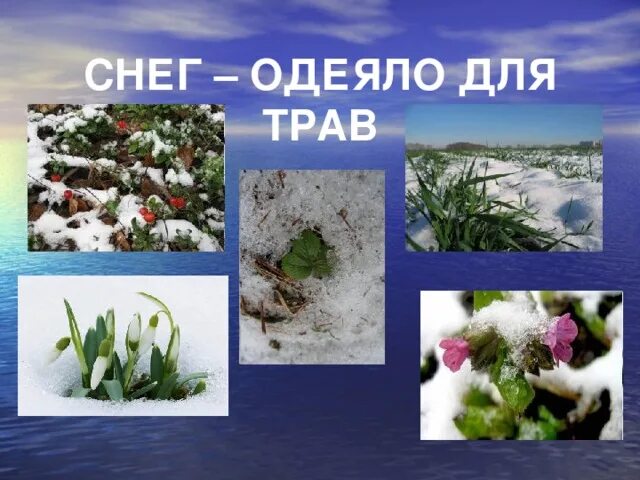 Живая природа зимой сообщение 2 класс