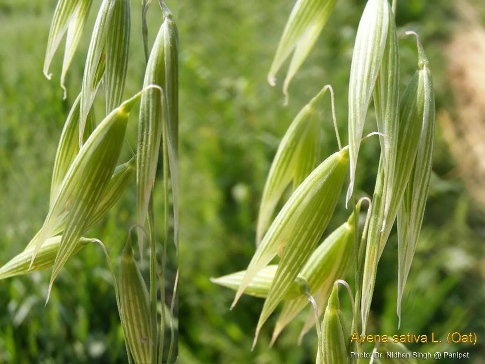 Овес большой. Трава Avena Sativa. Трава овсюг. Овес полевой. Овес Шатиловский.