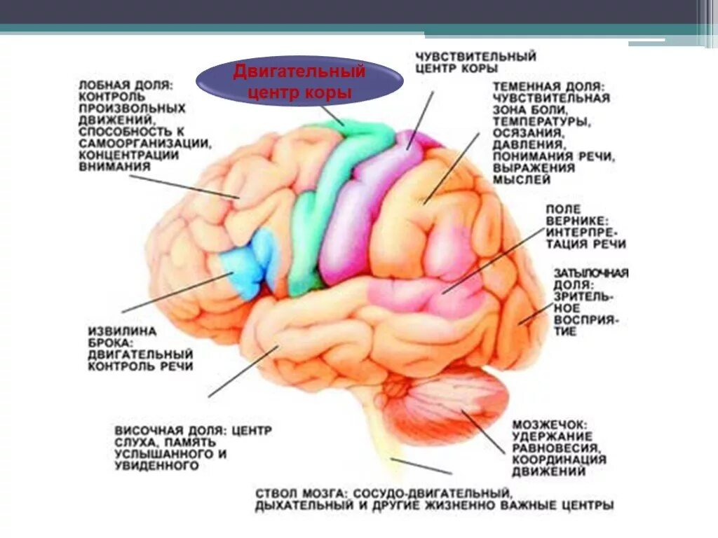 Локализация функций в коре головного мозга анатомия. Локализация функций в коре полушарий мозга. Локализация двигательных функций в коре головного мозга.