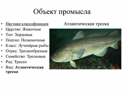 Род вид рыбы