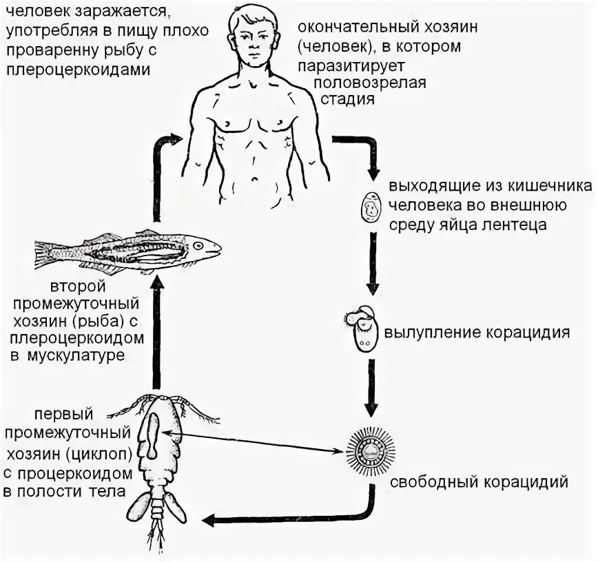 Жизненный цикл широкого лентеца схема. Широкий лентец жизненный цикл схема. Цикл развития широкого лентеца схема. Цикл развития широкого лентеца схема с подписями.