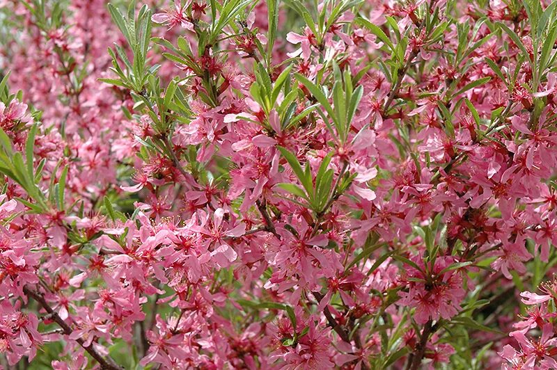 Миндаль степной. Миндаль Степной (Prunus tenella). Миндаль бобовник куст. Миндаль Степной бобовник. Миндаль Ледебура кустарник.