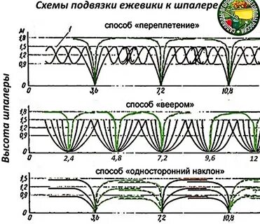 Расстояние между ежевикой при посадке
