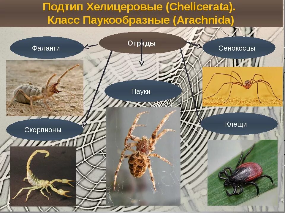 Класс паукообразные отряды. Класс паукообразные систематика. Подтип хелицеровые класс паукообразные. Представители класса паукообразные 7 класс биология. Класс паукообразные систематика класса.