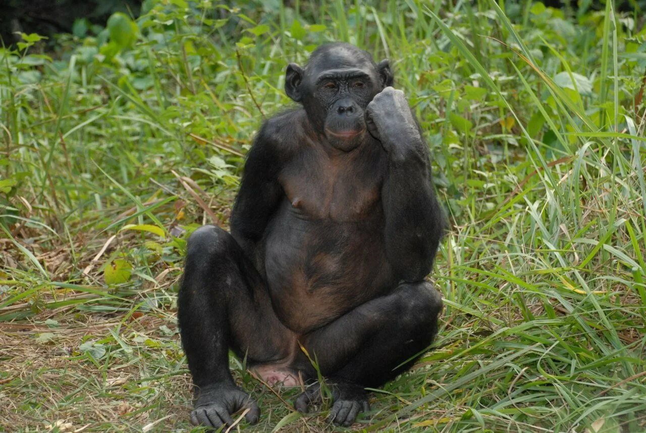 Самая человекообразная обезьяна. Шимпанзе бонобо. Бонобо человекообразные обезьяны. Бонобо семенники. Обезьяна бонобо самец.