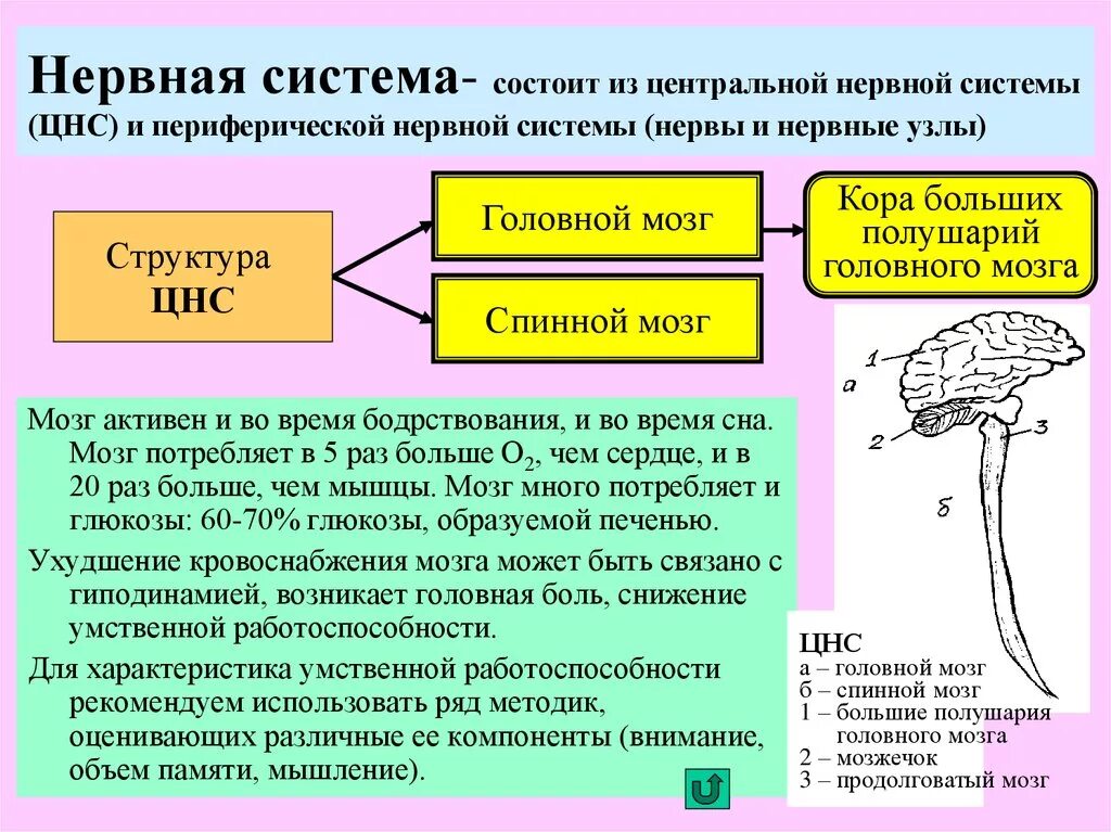 Нервные связи функции. Структурно-функциональная характеристика нервной системы. Центральная нервная система. Центральная нервная система состоит из. Периферическая нервная система состоит.