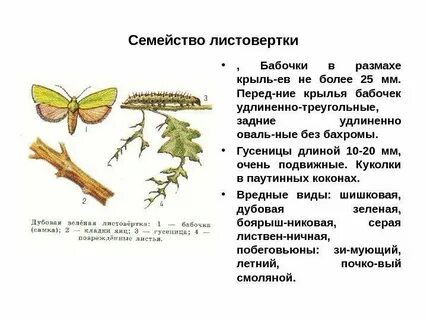 Важным признаком положенным в основу систематики насекомых