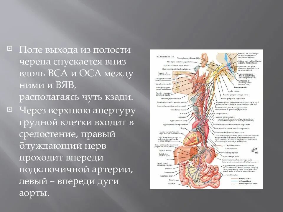 Головной отдел блуждающего нерва. Грудной отдел блуждающего нерва. Ветви брюшного отдела блуждающего нерва. Ветви грудного отдела блуждающего нерва. Блуждающий нерв анатомия шейный отдел.