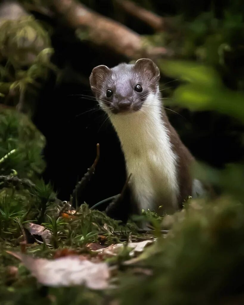 Ласка mustela nivalis linnaeus, 1766 ареал. Mustela nivalis белая. Mustela nivalis зимний окрас ласка. Горностай (mustela erminea). Горностай (mustela erminea).
