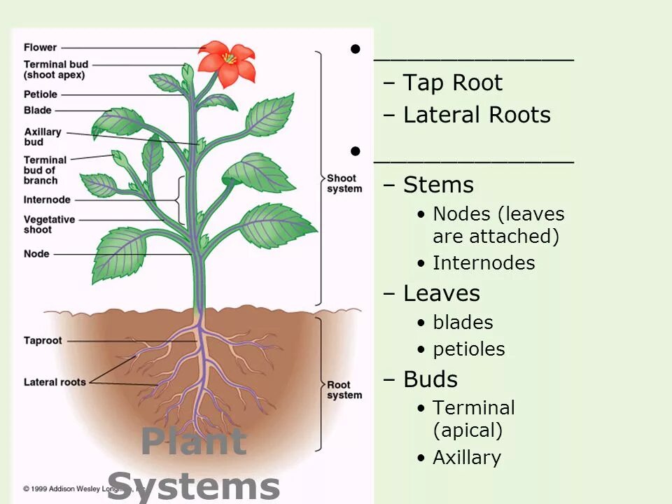 Leaf Stem Internode. Tap roots Systems перевод. Технология apical Rooted Cutting. Tap roots Fruit Systems перевод.