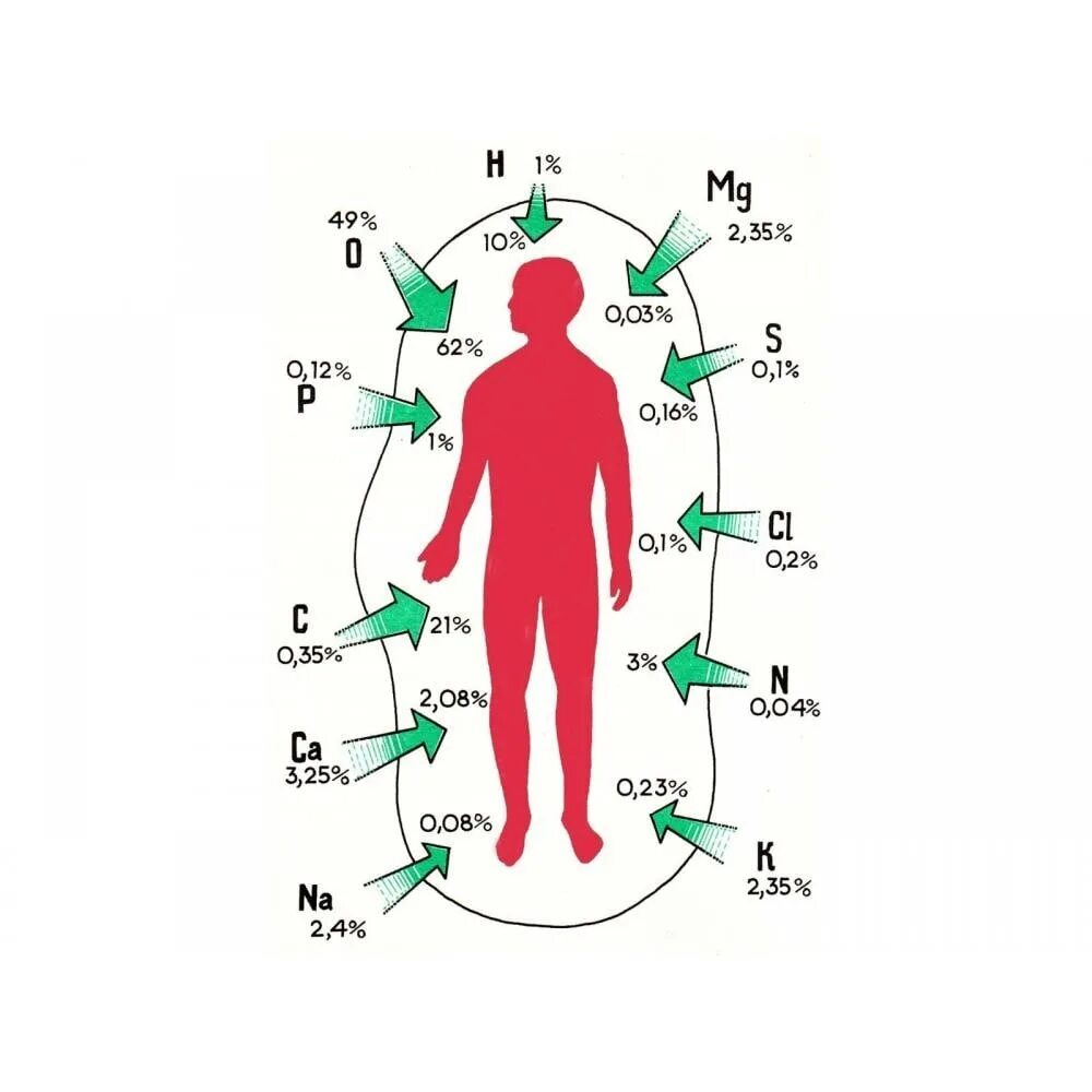 Элементы в теле человека. Микроэлементы в организме человека. Микроэлементы для человека. Микроэлементы в человеческом организме. Микроэлементы в теле человека.