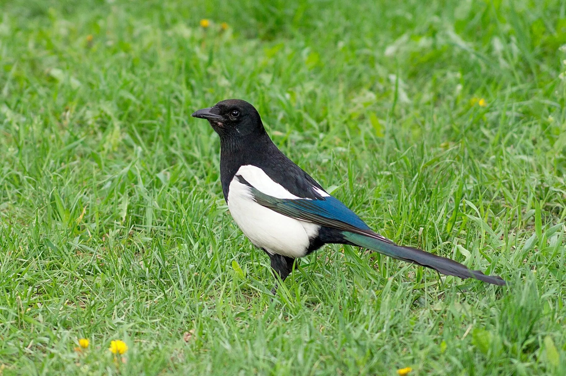 Сорока белобока птица. Сорока описание птицы для детей. Черноспинная певчая ворона. Обыкновенная сорока (pica pica),. Сорока краткое описание.