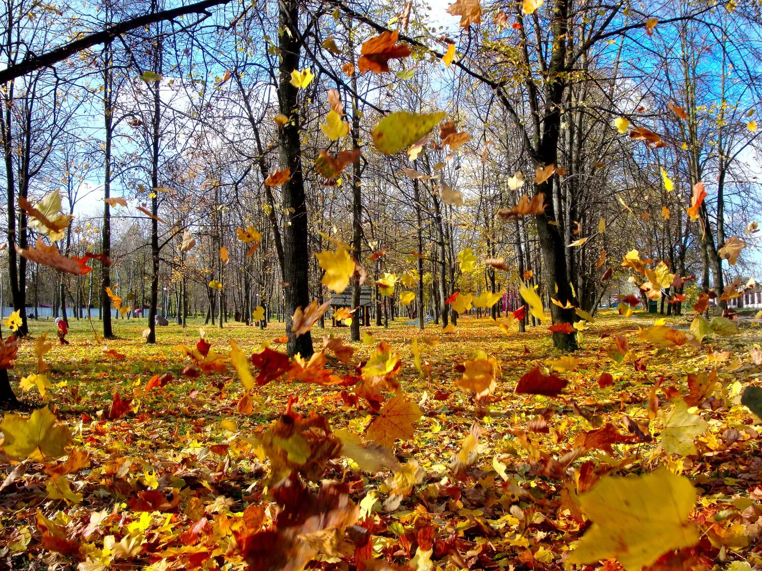Осень листьями кружит. Осенний листопад. Осень листопад. Листопад в лесу. Осенний лес листопад.