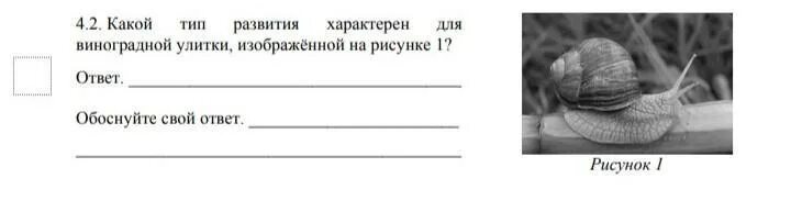 Тип развития виноградной улитки обоснуйте. Тип развития виноградной улитки. Какой Тип развития характерен для виноградной улитки. Какой Тип развитичхарактерен для виноградной улитки.