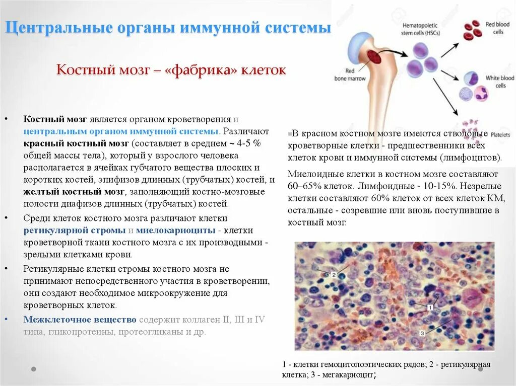 Костный мозг орган иммунной системы. Дифференцировка клеток иммунной системы. Центральные органы иммунной системы. Костный мозг. Строение. Функции. Центральными органами иммунной системы являются:.