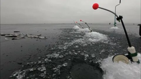 Ловля корюшки на финском заливе