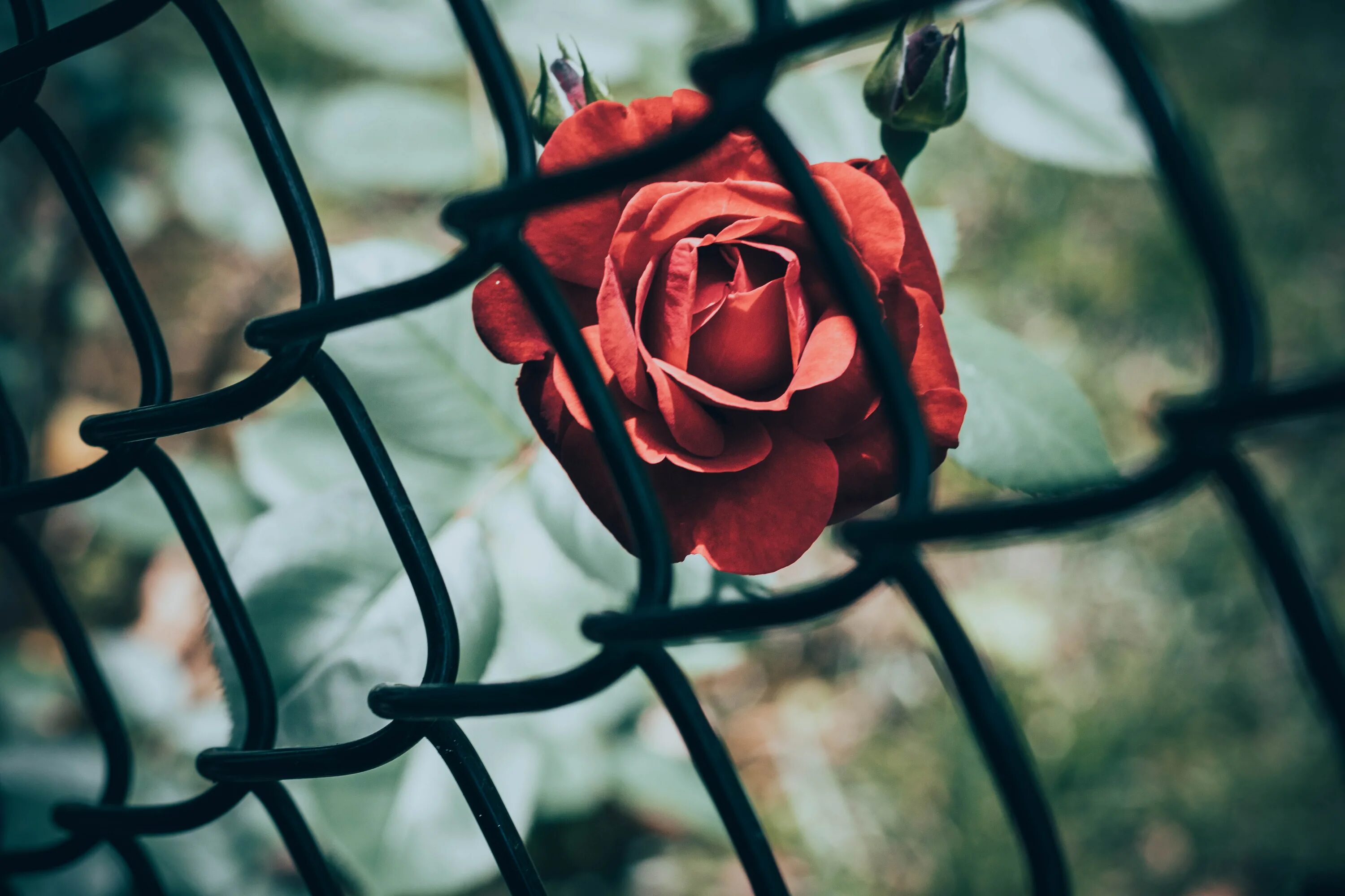 Разгадывать розы. Цветок за решеткой. Красные розы. Цветок за колючей проволокой. Розы на заборе.