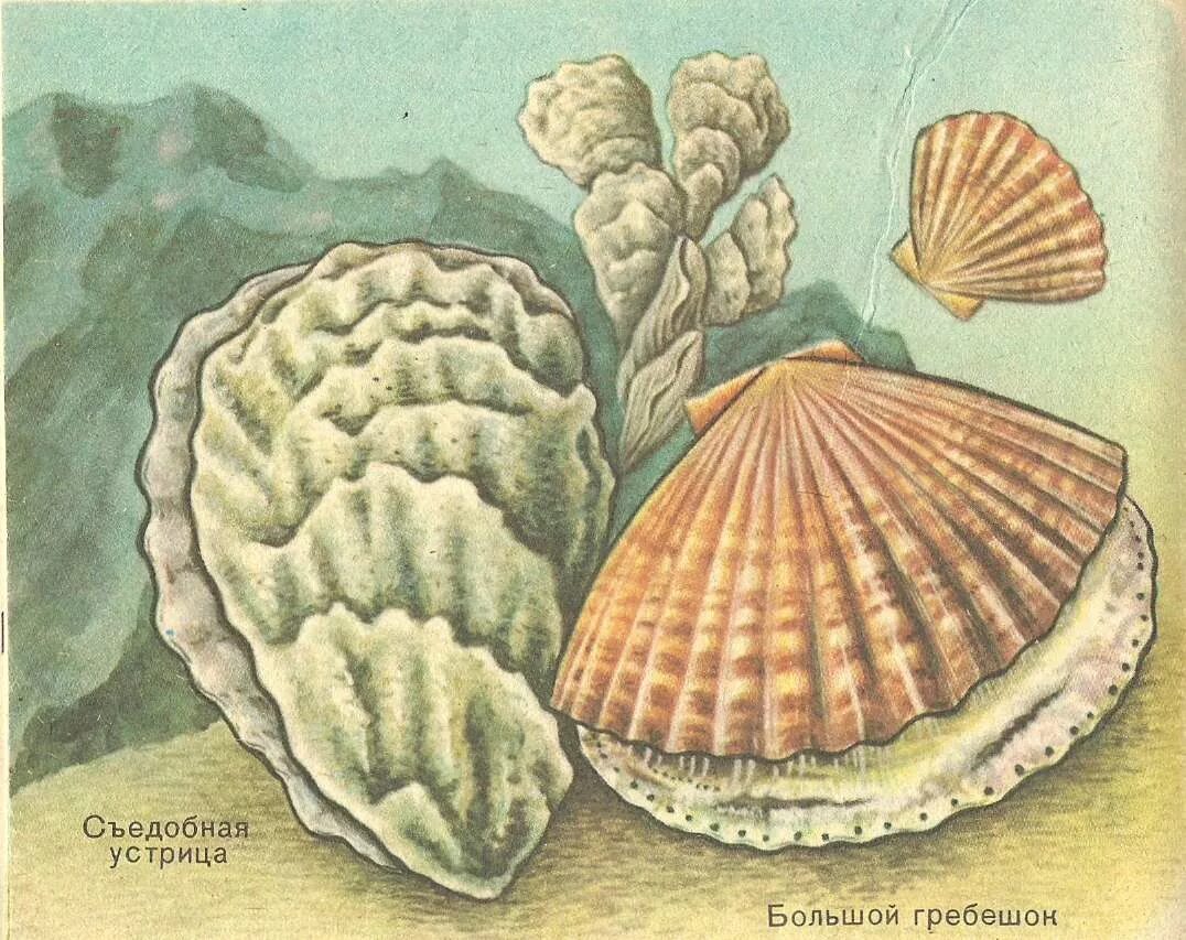 Двустворчатые моллюски гребешок. Двустворчатые моллюски палеозоя. Морской гребешок — двустворчатый моллюск (Ракушка. Ракушка моллюска двустворчатого.