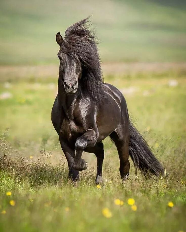Конь с черной гривой. Фризская лошадь грива. Лошади на природе. Дикие лошади в природе. Черный конь.