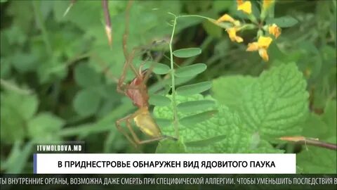 Обнаружили вид