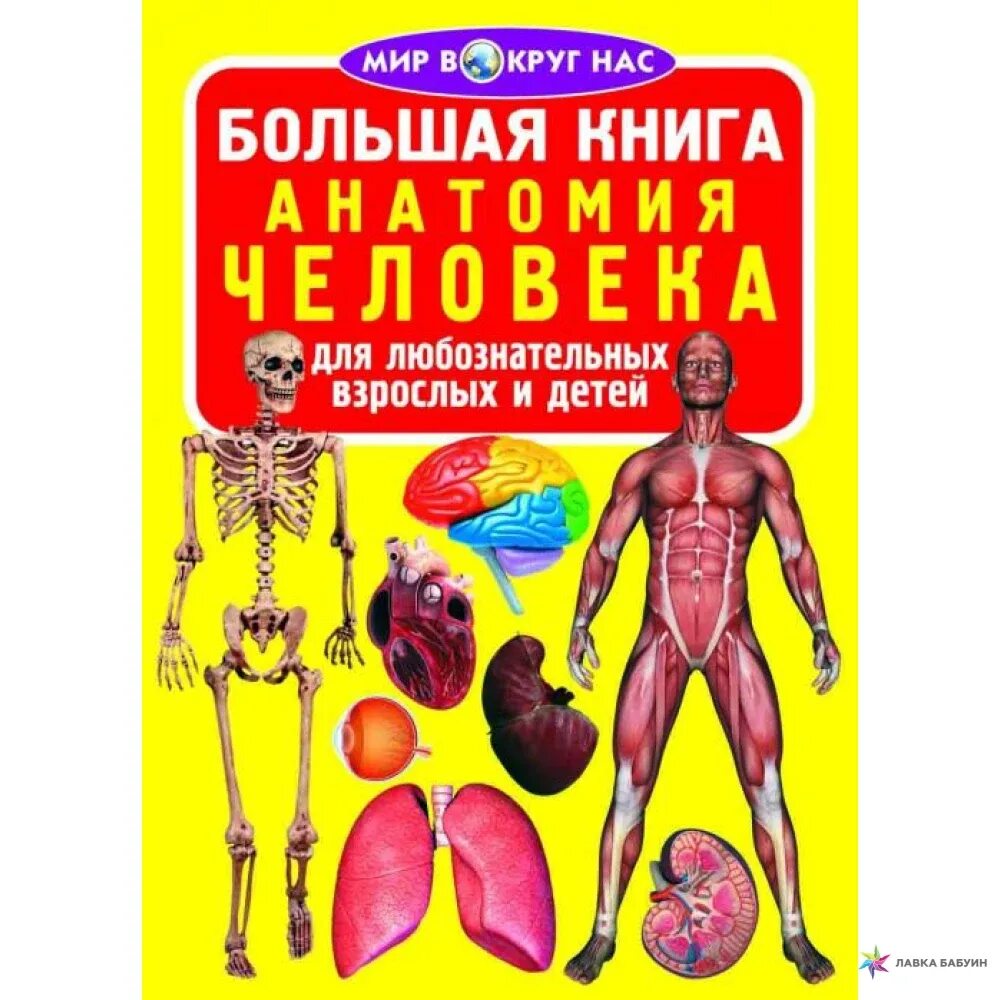Книга анатомия человека для детей. Книжка анатомия для детей. Мир вокруг нас большая книга анатомия человека. Энциклопедия по анатомии для детей. 1с книги купить