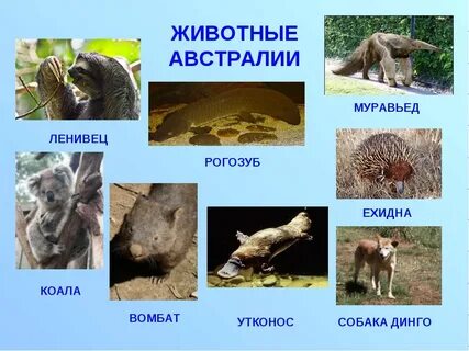 Животные австралии 4 класс