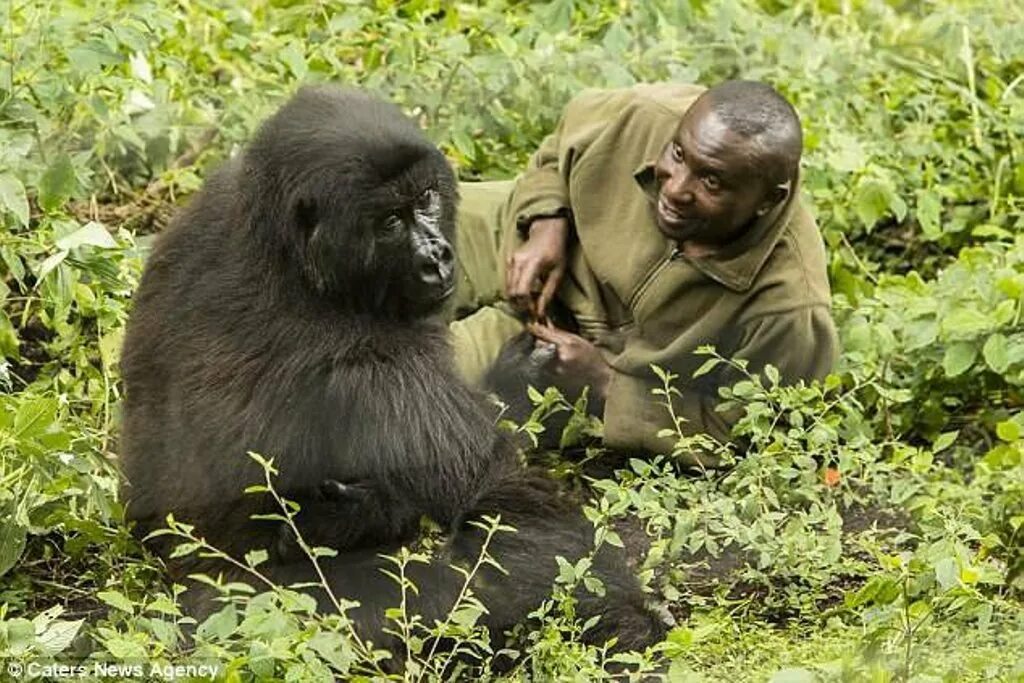 Гориллы пришли на помощь. Гориллы пришли на помощь. Горилла образ жизни. Горилла в загоне. Горилла коко.