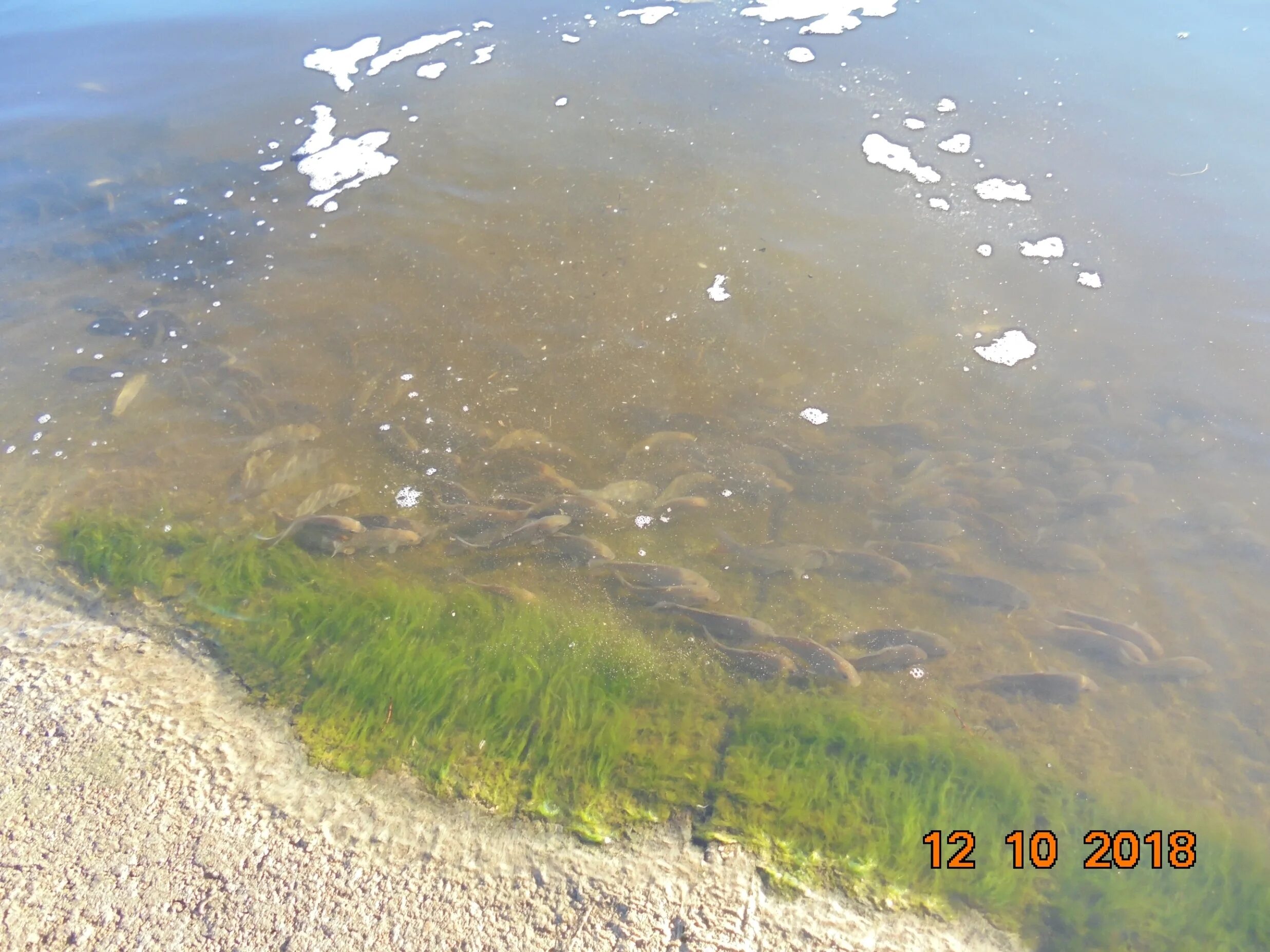 Капенское водохранилище Железногорск. Железногорское водохранилище Курской. Капенское водохранилище Железногорск Курская. Водохранилище Железногорск Курская область. Железногорского водохранилища курской обл