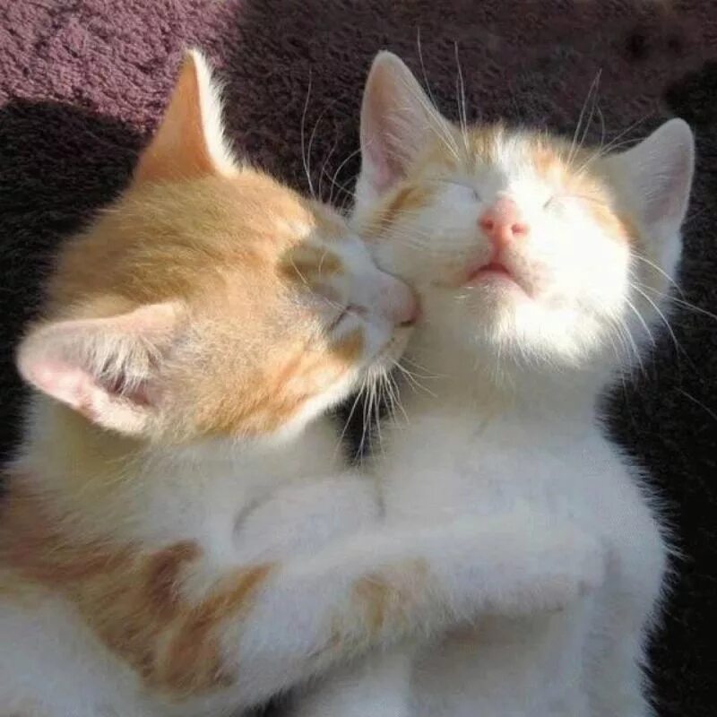 Целую глазки. Кошки любовь. Два котенка. Котики обнимаются. Люблю тебя котенок.