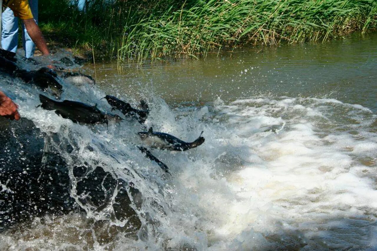 Запускаем рыбу в пруд. Зарыбление пруда. Зарыбление озера. Выпуск рыбы в реку. Выпускать рыб в реку.