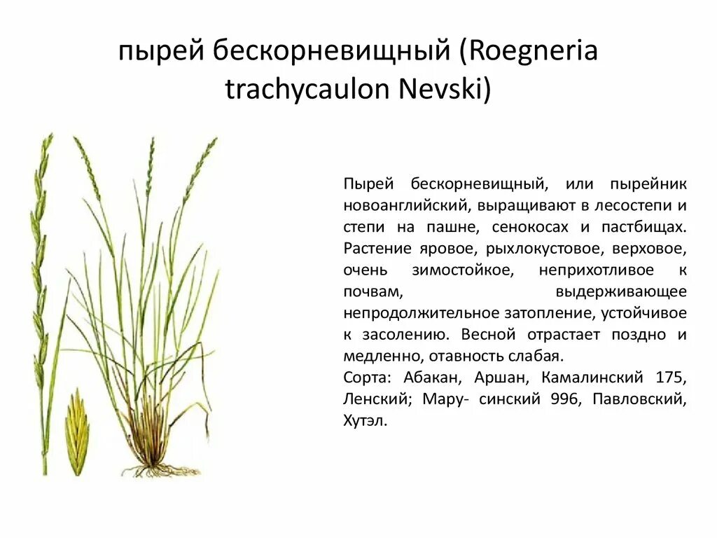 Корень пырея лечебные