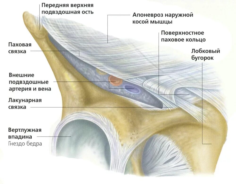 Паховая связка лакунарная связка. Паховая связка топографическая анатомия. Пахово-подвздошная связка. Лакунарная связка жимбернатова.