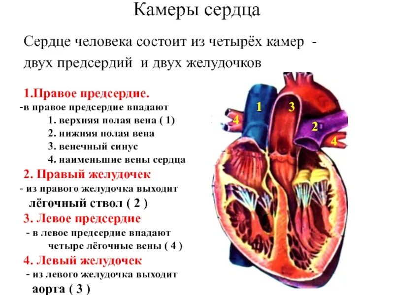 Строение сердца человека камеры. Строение камер сердца кратко. Внутреннее строение сердца анатомия. Сердце анатомия строение предсердия желудочки. Где предсердие