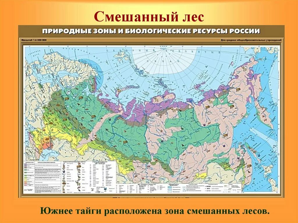 Распространение смешанных лесов. Природные зоны россии смешанные и широколиственные леса на карте. зона смешанных и широколиственных лесов на карте россии. карат широколиственных леосв россиии. зона широколиственных лесов на карте.