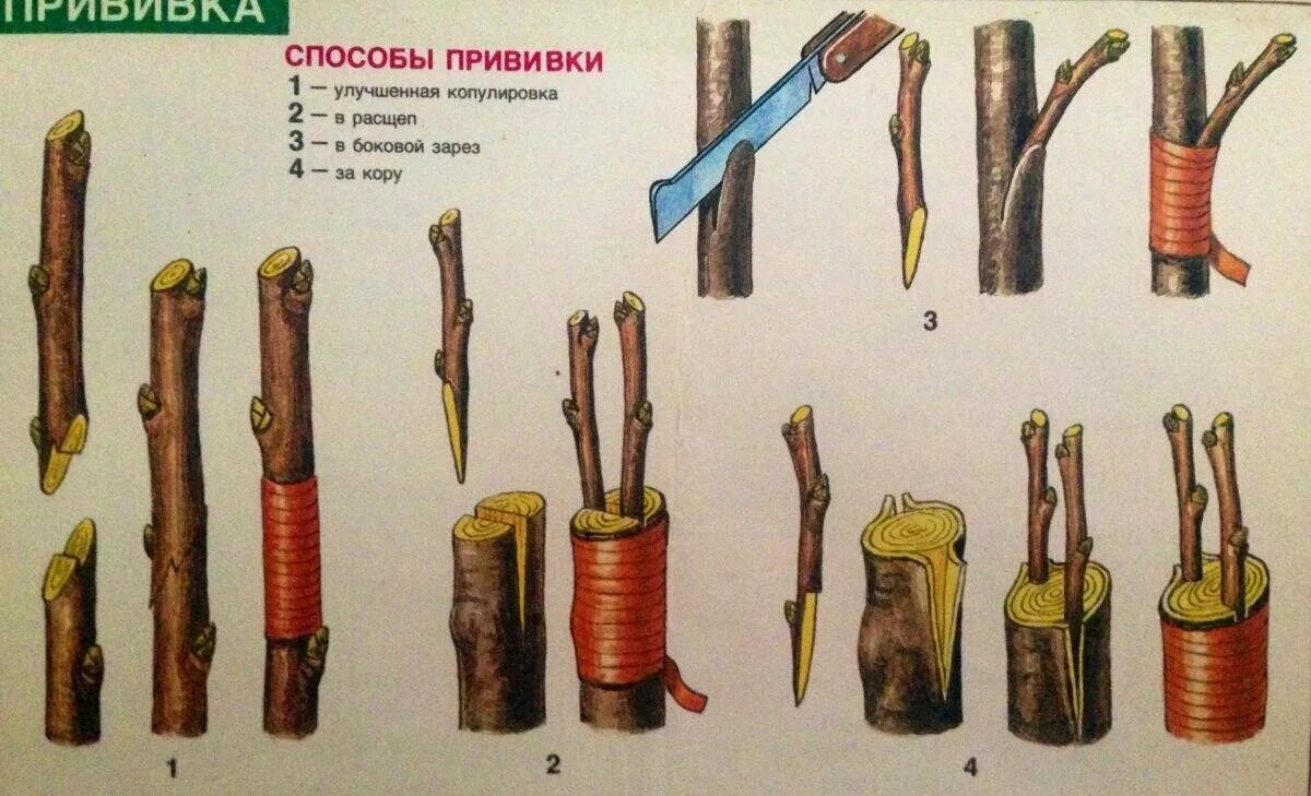 Привить яблоню весной на дичку для начинающих