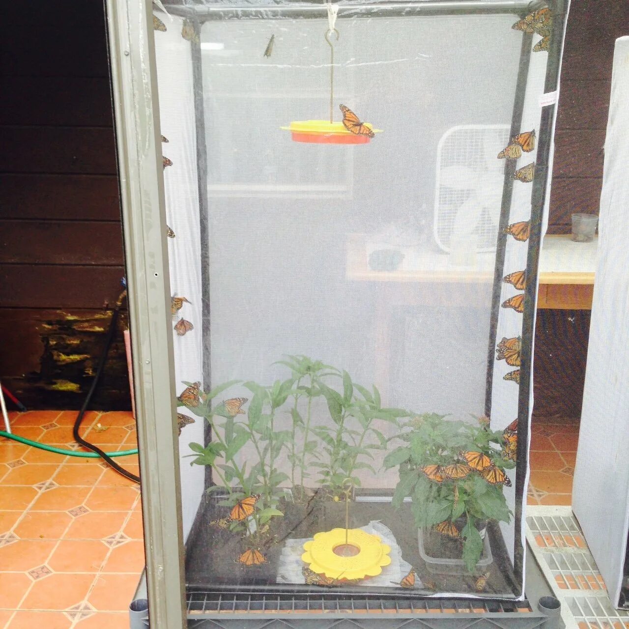 Сетка для содержания бабочек. Содержание бабочек. Инсектарий для жуков. Справочник бабочек. Содержание бабочек.