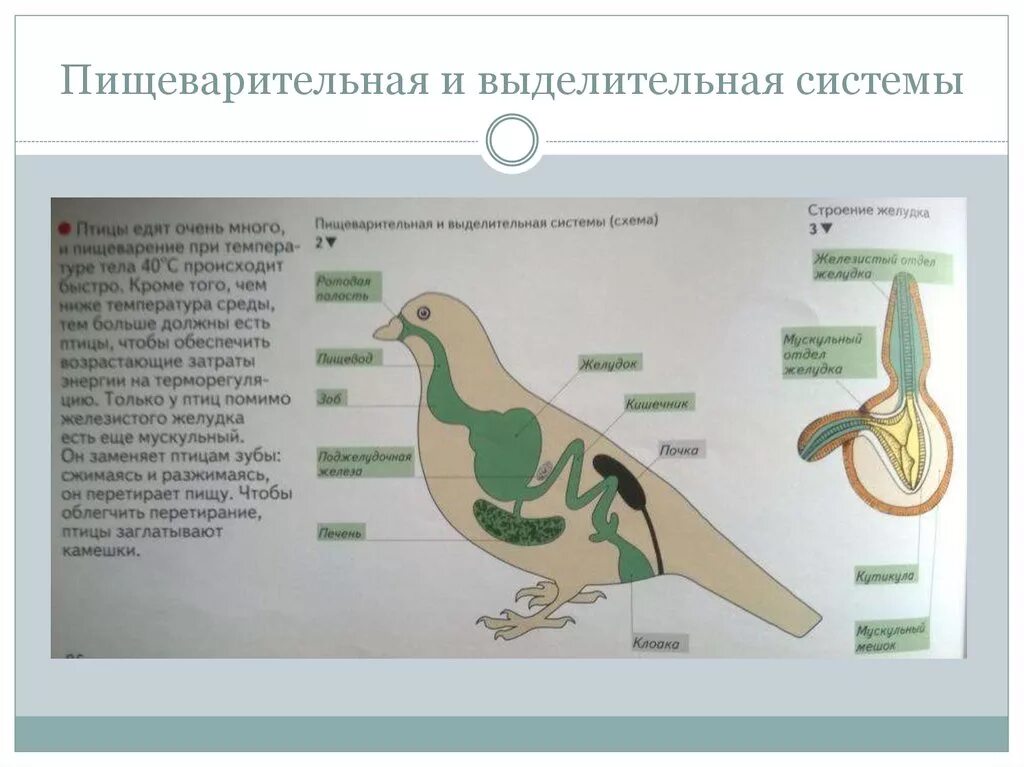 Что находится в мускульном желудке птицы. Класс птицы 7 класс биология выделительная система. Пищеварительная система и выделительная система птиц. Класс птицы 7 класс выделительная система. Выделительная система птиц 7 класс биология.