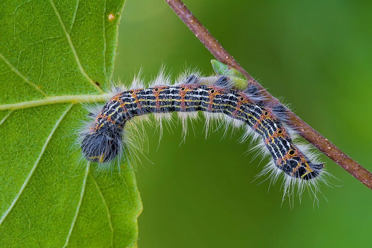 гусеница живущая. бражник бабочка и гусеница. лунка серебристая гусеница. гусеница совки стрельчатки. гусеница бабочки шоколадницы.