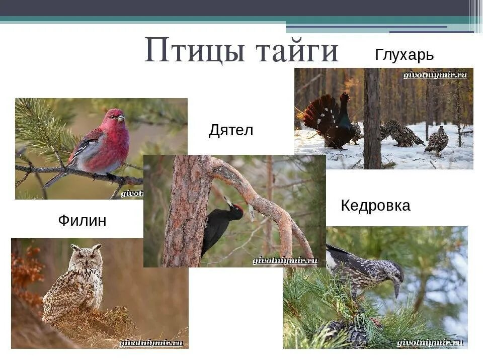 Какие птицы тайги. Птицы тайги. птица из тайги. птицы обитающие в тайге. птицы которые водятся в тайге.