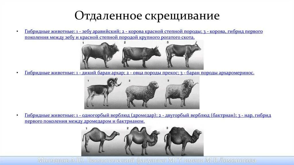 Отдалённая гибридизация животных. Гибрид зебу и коровы. Скрещивание пород животных. Скрещивание коров.