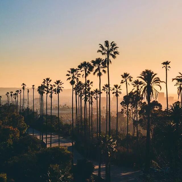 Лос анджелес калифорния пальмы. Лос анджелес палм бич. Las palms. Лос анджелес пальмы. Las palms.