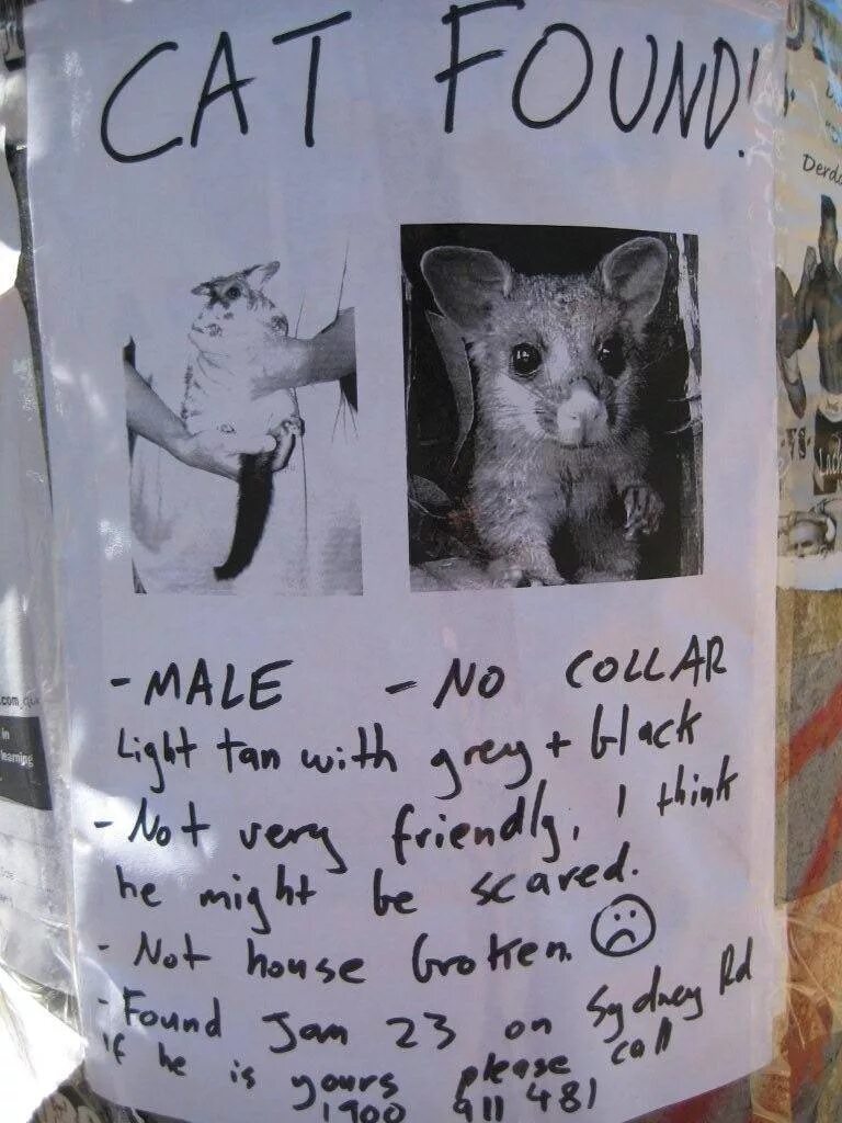 The cat is not. Cat found. cat not found. lost cat. not a cat possum.